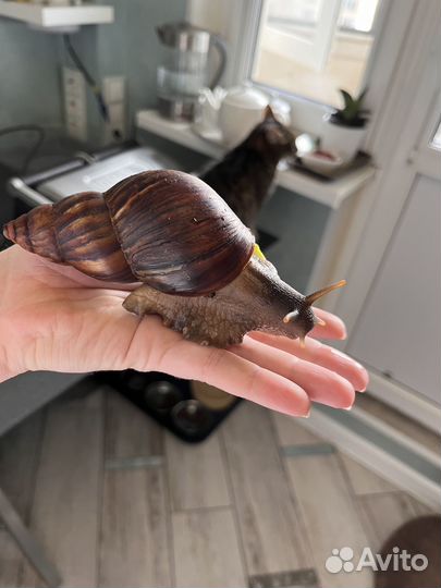 Улитка ахатина