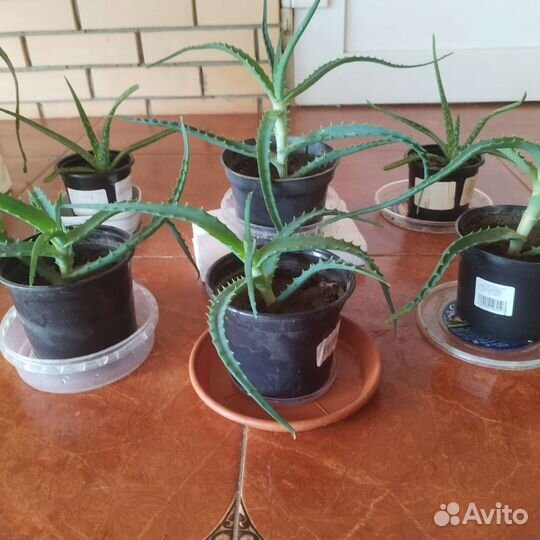 Алоэ столетник