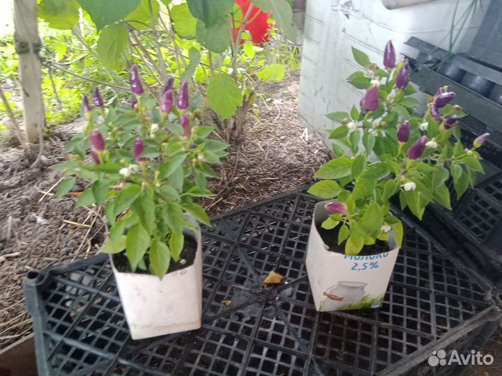 Перчик острый для подоконника