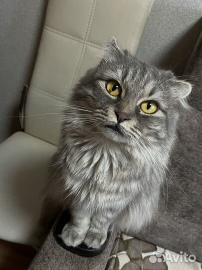 Кошке ищем кота