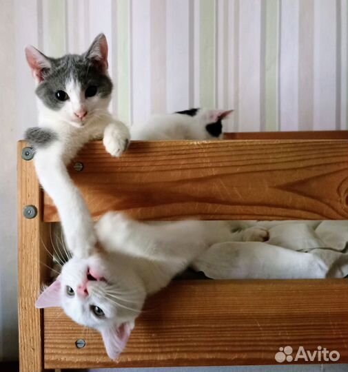 Котята турецкой ангоры