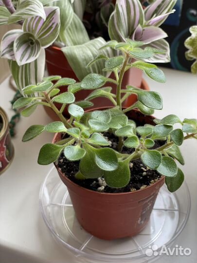 Аихризон дерево любви