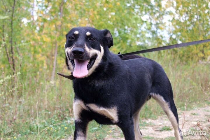 Собака Лесси