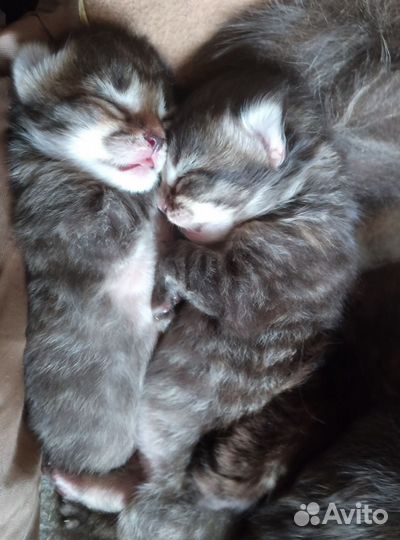 Котята серые, белые, чёрные