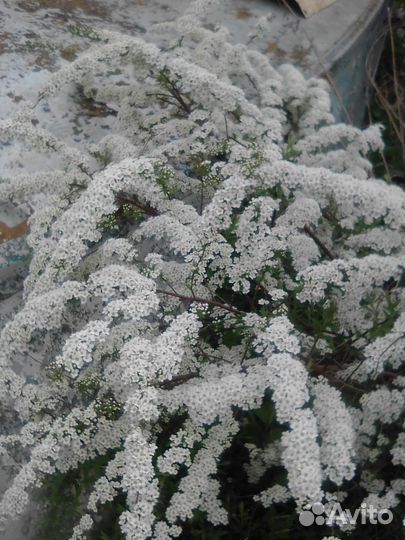 Декоративные саженцы