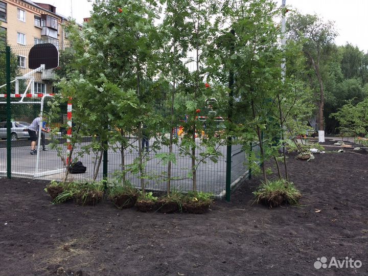 Продам Рябину