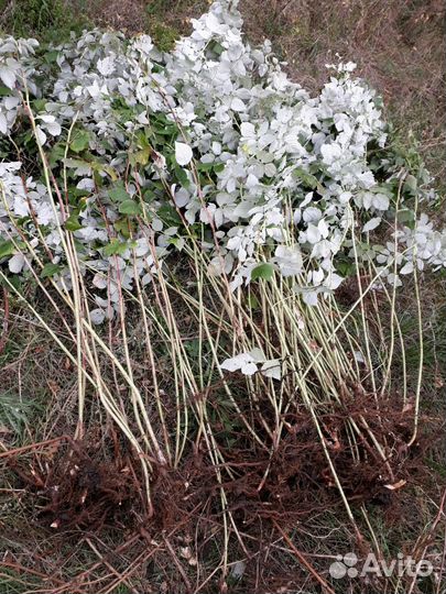 Саженцы малины,ежевики,жасмин,жимолость