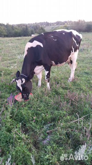 Корова стельная дойная