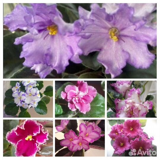 Фиалка набор листиков 7 шт