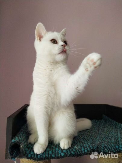 Шотландские блондины