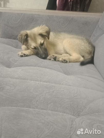 Очень добрая и ласковая девочка -щенок