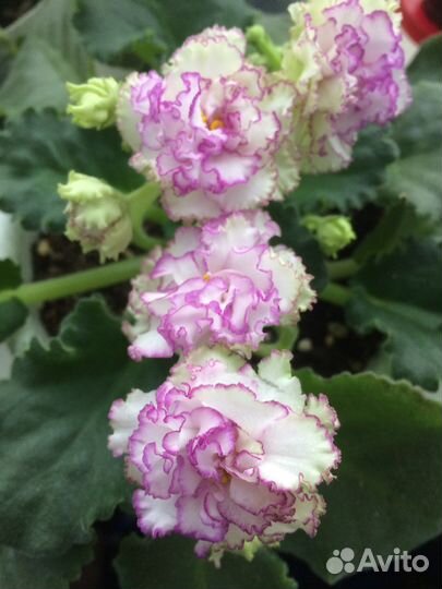 Свежесрезанные листики фиалок