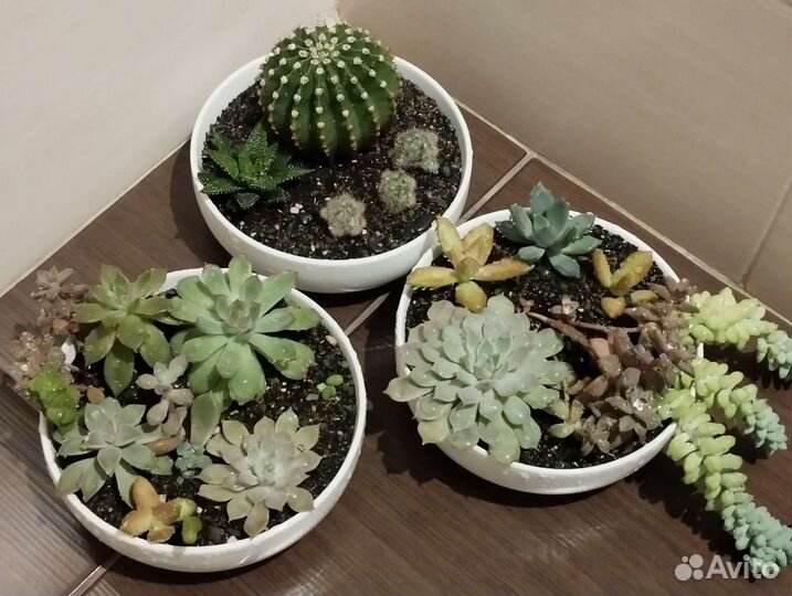 Кактусы и суккуленты