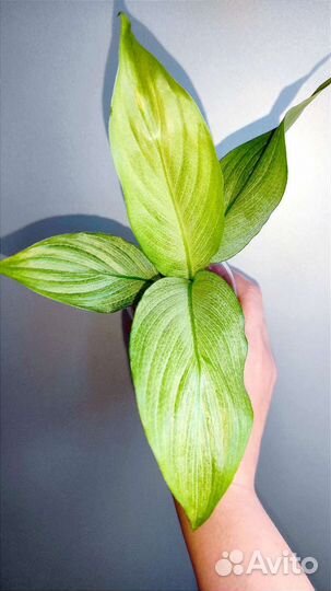 Спатифиллум Спит Милк(Пролитое молоко)