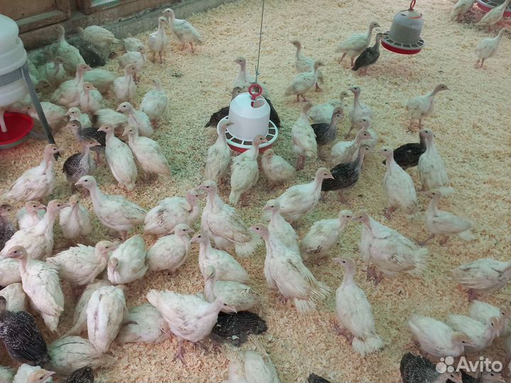 Бройлер, Индюшата