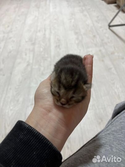 Котята мейн-кун