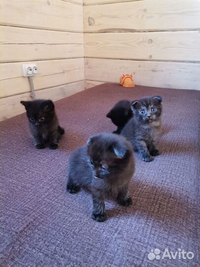 Котята в дар
