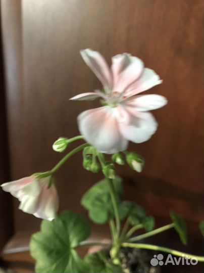 Пеларгония герань розовая