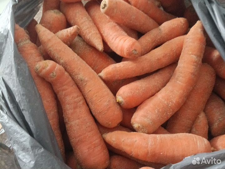 Морковь и свекла