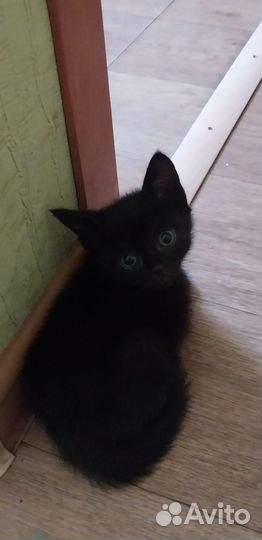 В добрые руки