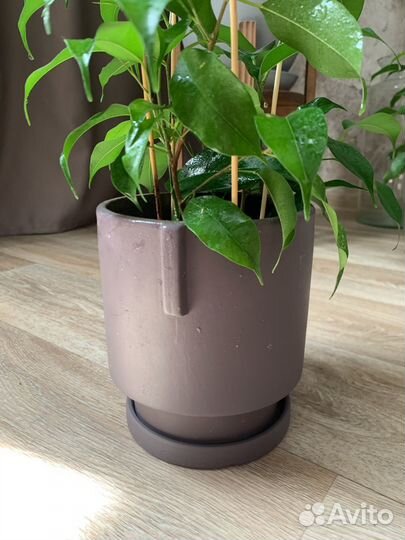 Фикус бенджамина, три ствола