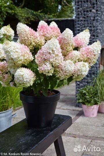 Гортензия метельчатая Строуберри блоссом саженцы