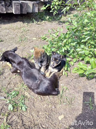 Щенки в добрые руки бесплатно
