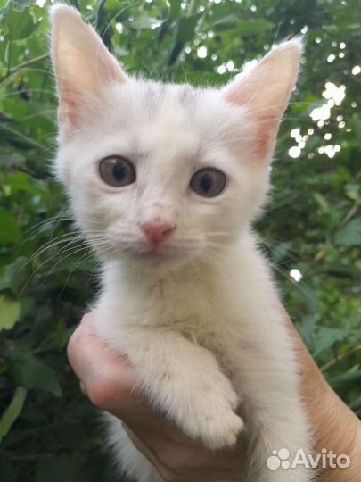 В добрые руки