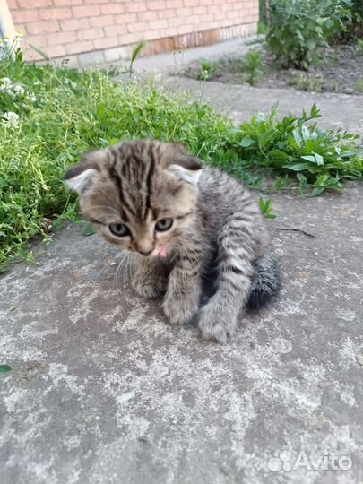 Отдам вислоухих котят в добрые руки