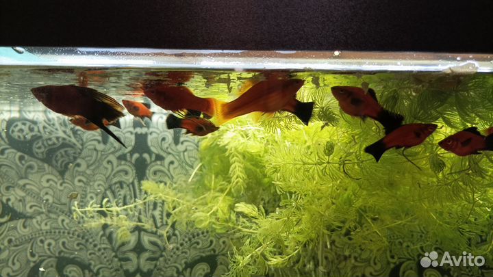 Меченосец берлин флаговый