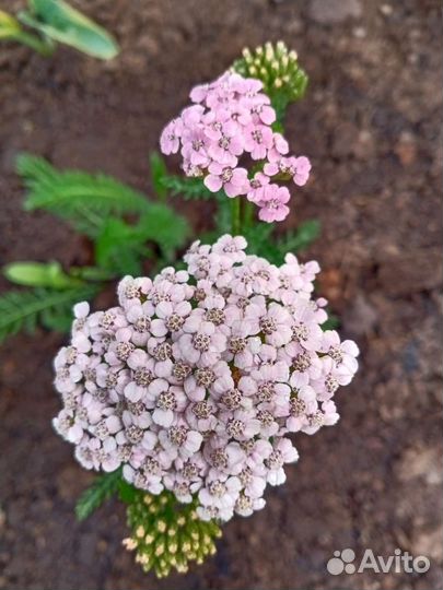 Тысячелистник декоративный