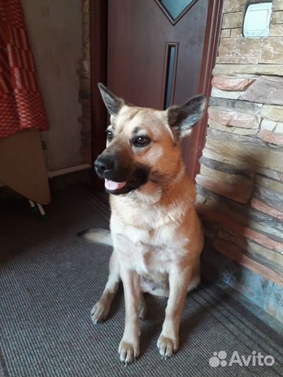 Собака в дар