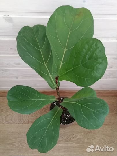 Фикус лирата колумнарис