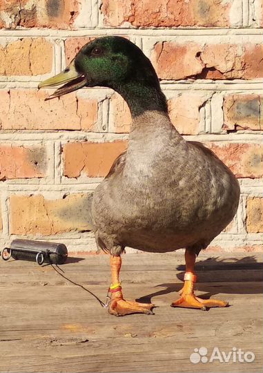 Утки подсадные для охоты