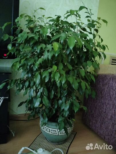 Фикусы цены разные,самый большой 3