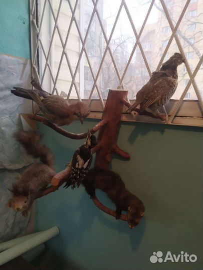 Чучело птицы белка и другие