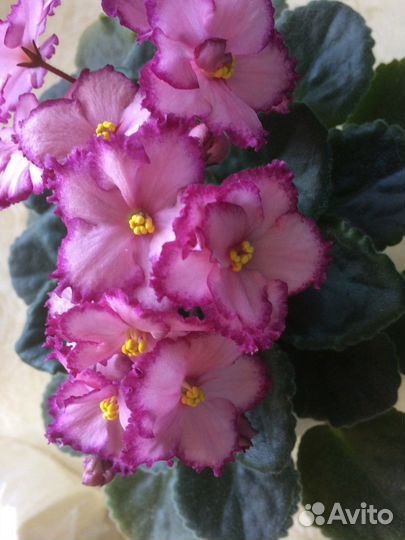 Свежесрезанные листики фиалок