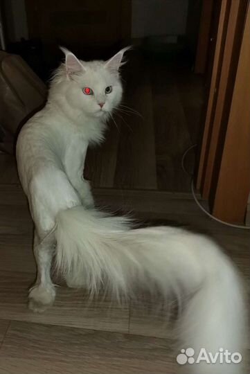 Стрижка кошек, экспресс линька. Груминг