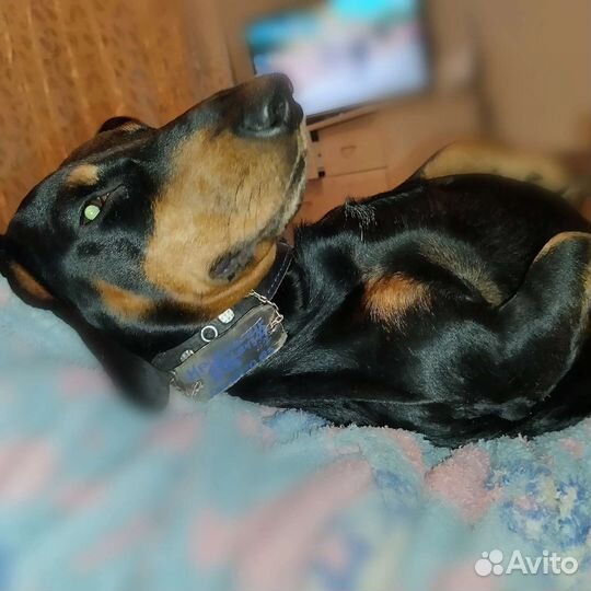 Такса вязка