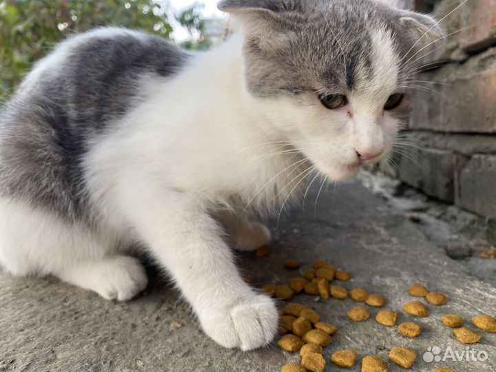 Кошка/ котенок бесплатно