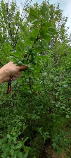 Участок 12 сот. (СНТ, ДНП)