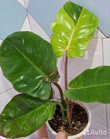 Филодендрон пинг тонг гибрит splash