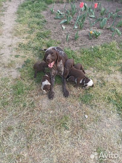 Щенки курцхаара