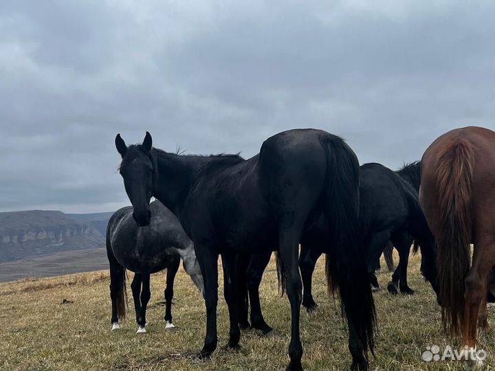 Элитные кобылы