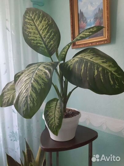 Диффенбахия кустовая