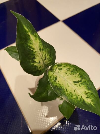 Диффенбахия « Пацифик Рим», 