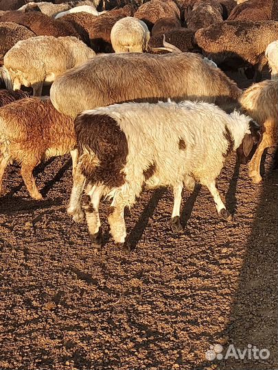 Продам овец, мясо баранины