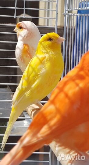 Орнитолог выезд на дом 24/7