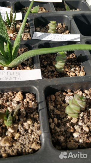 Суккуленты малыши