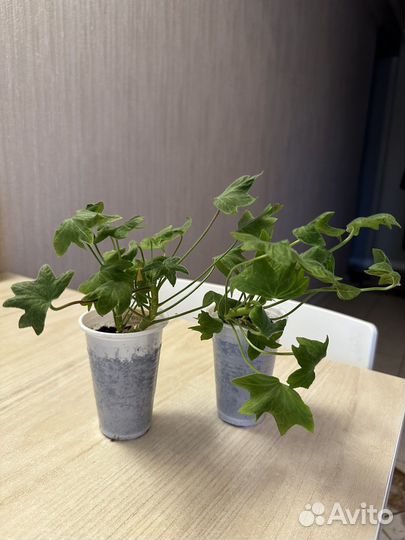 Герань Vektis Fineru (гвоздичная)